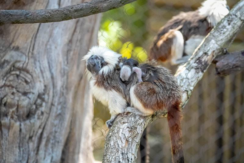 Walt Disney World Resort has welcomed the birth of more than 300 animal residents in 2023. An adorable set of cotton-top tamarin twins were born at Disney’s Animal Kingdom Theme Park recently. The playful pair love chasing each other through the trees while exploring their Discovery Island habitat and are amazingly acrobatic. (Aaron Wockenfuss, Photographer)