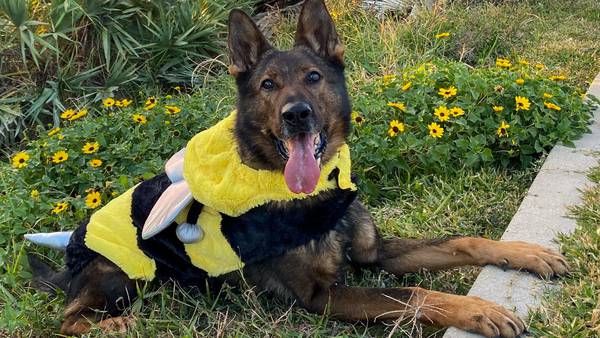 Flagler County Sheriff’s Office opens K-9 Halloween contest for voting