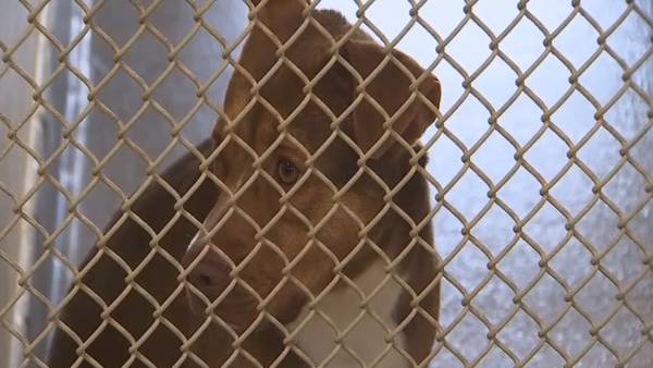 Local group volunteers to help shelter dogs remain active and adoptable