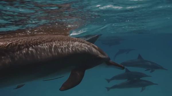 Video: New study shows risk dolphins face in Central Florida waters