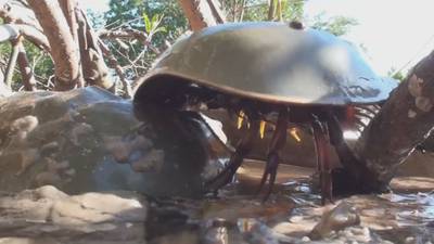 Video: ‘Living fossils’: Horseshoe crabs help keep ecosystem, medical industry afloat