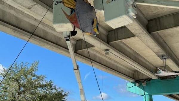 Photos: Crews hang restored sea life sculptures under MLK Jr. Bridge in New Smyrna Beach