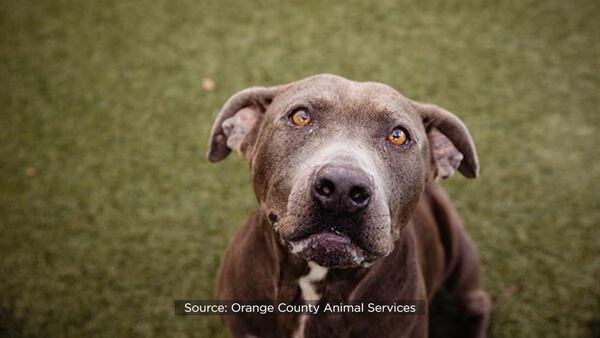 Photos: These dogs are free to adopt in Orange County through the end of May