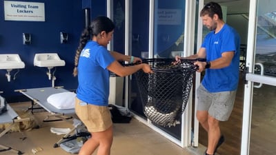 Photos: Florida Aquarium stingrays move from Tropicana Field after Milton