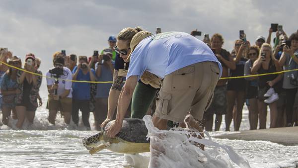 Brevard Zoo celebrates 200th sea turtle release