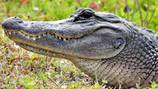 Elderly woman dies after alligator attack in Florida while walking dog