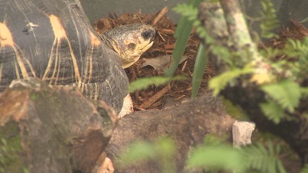 Central Florida Zoo unveils new habitat for tortoises