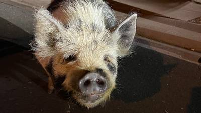 Pigs escape from trailer, roam behind Louisiana grocery store