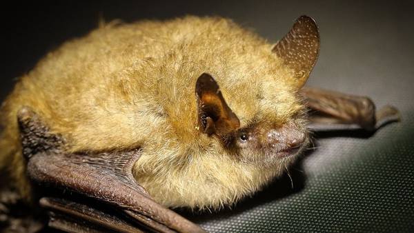 Bat triggers rabies alert in Lake County