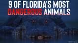 SEE: 9 of Florida's most dangerous animals