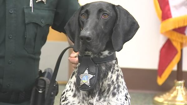 Video: Marion County deputies train new gun-sniffing dog to help with school security