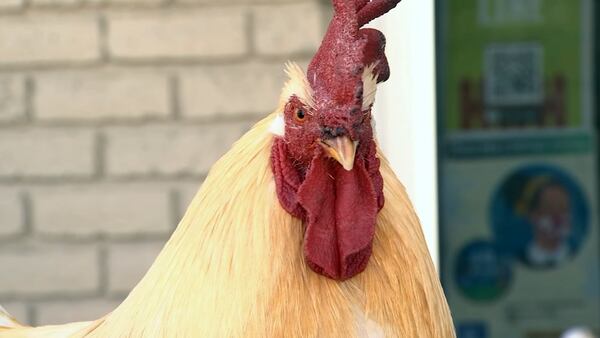 RIP, Fred: Oviedo community hosting memorial service for beloved rooster after ‘untimely death’