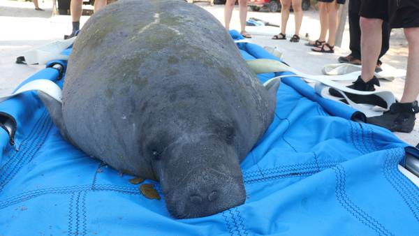 ‘Yago’ the manatee returned to the wild after being rescued in February