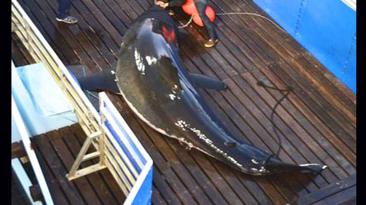 2 great white sharks tracked to Jacksonville beach – WFTV