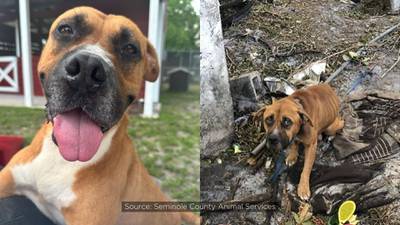 Meet Smokey: Dog seeks forever home after a year at Seminole County Animal Services