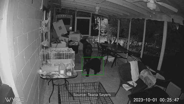 Video: Leesburg woman raises concerns about bears after animals break into porch