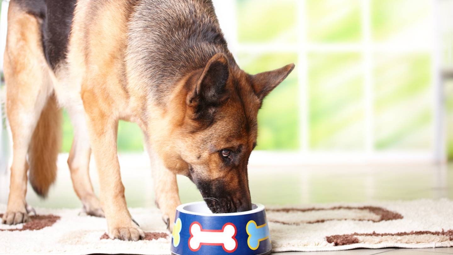 Kibbles and outlet bits walmart recall