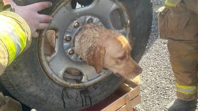 Dog rescued after getting head stuck in tire rim