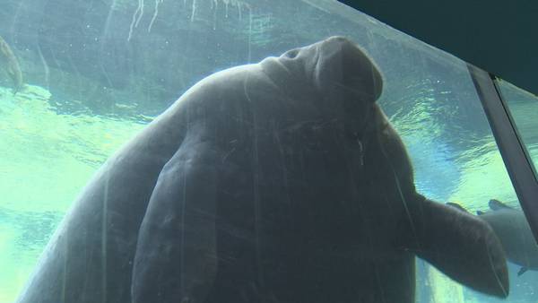 Video: More than 80 manatees being rehabbed across Florida as starvation crisis continues