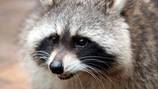 Raccoons may be responsible for missing baby swans at Lake Eola, official says