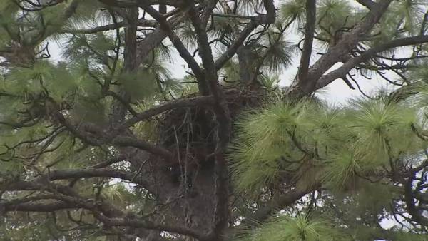 Video: Winter Springs residents concerned about developer plans to cut down tree that's home to bald eagle