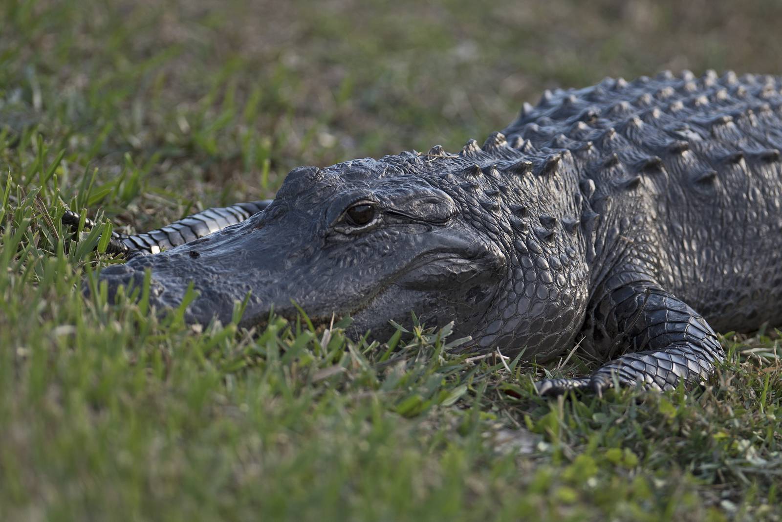 Applications open for Florida alligator harvest permits How to apply