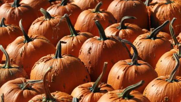 9 ways to celebrate fall in Central Florida