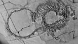 Scientists announce discovery of ‘very strange Chinese dragon’ fossil