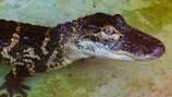 Alligator found 11 days after vanishing during middle school celebration