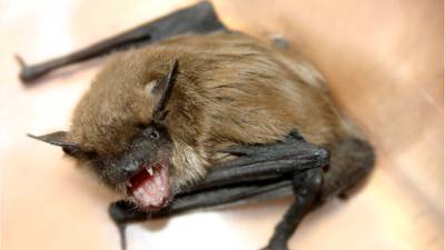 Rabid bat found in Lakeland business