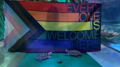 Photos: Sea Life Orlando Aquarium celebrates pride with a message of inclusiveness