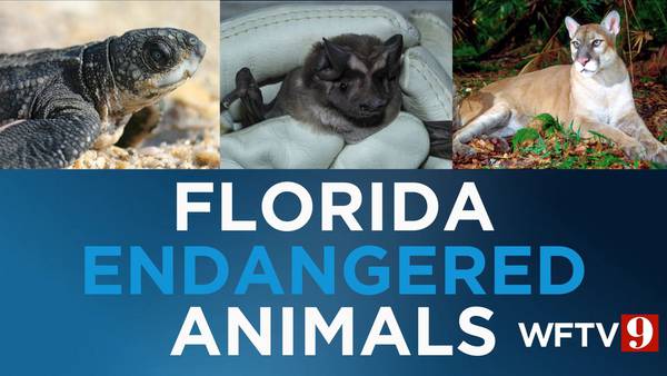 These are 9 of Florida’s most endangered species