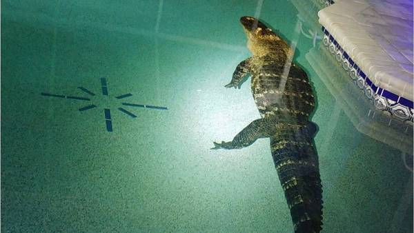 Florida family shocked by 10-foot alligator swimming in their pool