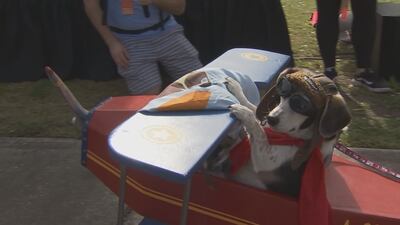 ‘Every dog deserves a home’: Paws in the Park brings attention to pet adoption across the Central Fl