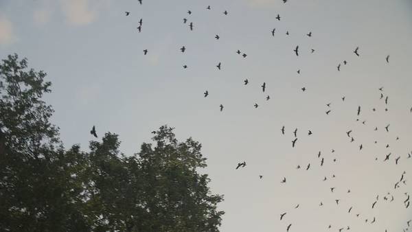 FAA seeks solutions as bird strikes rise in U.S., Orlando