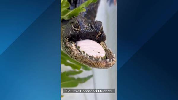 Gatorland’s rescued jawless alligator gets a Dolly Parton-inspired name