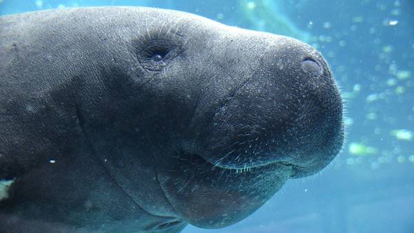 Data shows 230 manatee deaths reported in Florida so far this year