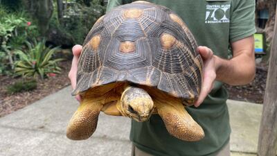 Photos: Central Florida Zoo’s radiated tortoises return to renovated habitat