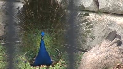 Photos: Peacocks are ‘taking over’ Wadeview Park in Orlando, now the city is stepping in
