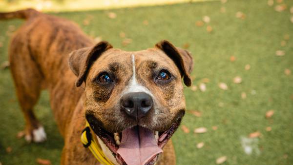 Photos: Orange County Animal Services announces Fall Adoption promotion