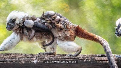 See: More than 300 animals born at Walt Disney World so far this year