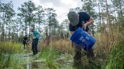 Sanford zoo releases over 600 amphibians in Northern Florida