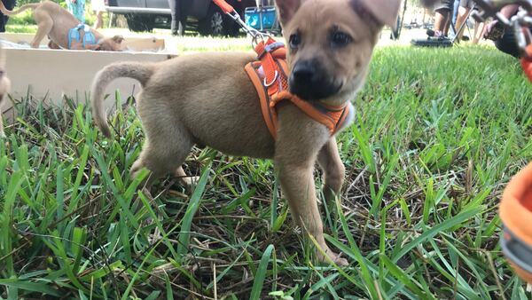 Photos: Puppies help Pet Alliance break ground on new shelter in Orlando