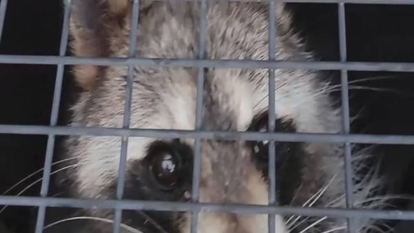 Deputies, inmates help free racoon with head stuck in jar in Brevard County