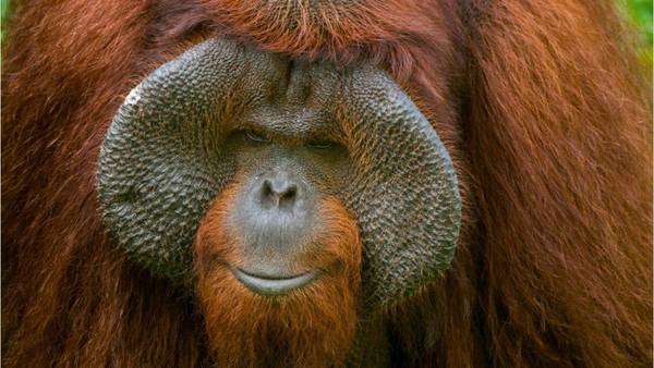 Orangutans: What you need to know