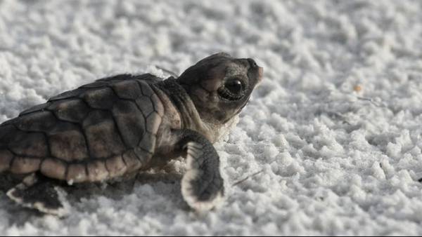Sea turtle nesting season begins in Florida
