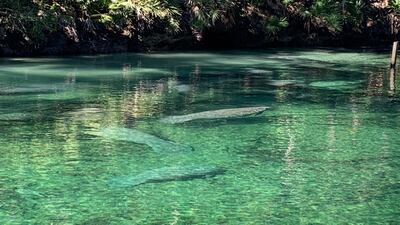 PHOTOS: Record number of manatees counted at Blue Spring State Park