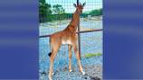 Meet Kipekee: Spotless giraffe named