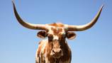 Dead longhorn found on lawn of fraternity house at Oklahoma State University
