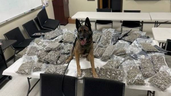 Texas K-9 helps police find nearly 60 pounds of marijuana during traffic stop